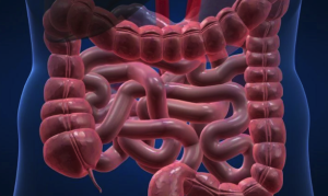 Usus